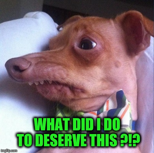 Tuna the dog (Phteven) | WHAT DID I DO TO DESERVE THIS ?!? | image tagged in tuna the dog phteven | made w/ Imgflip meme maker