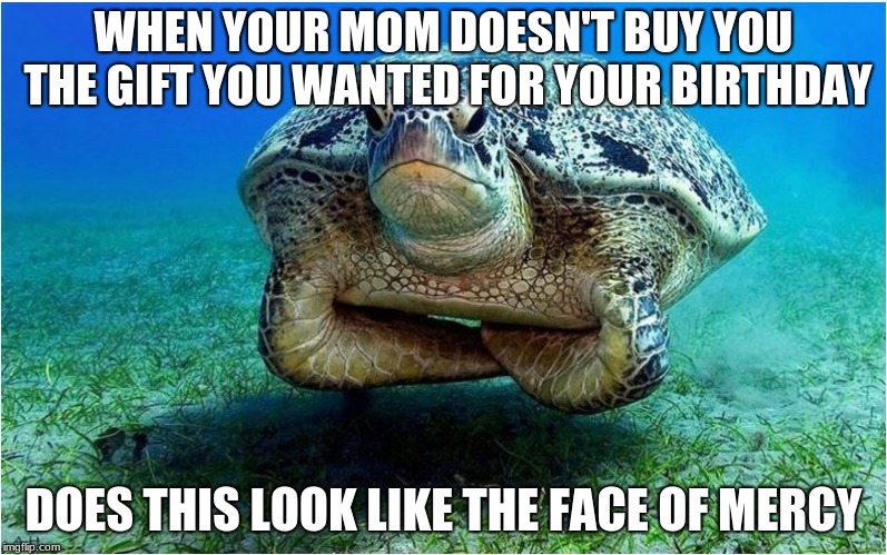 birthday gifts | WHEN YOUR MOM DOESN'T BUY YOU THE GIFT YOU WANTED FOR YOUR BIRTHDAY; DOES THIS LOOK LIKE THE FACE OF MERCY | image tagged in turtles,birthday,mad,angry | made w/ Imgflip meme maker