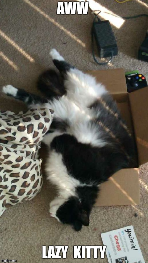 AWW; LAZY  KITTY | image tagged in lazy kitty | made w/ Imgflip meme maker