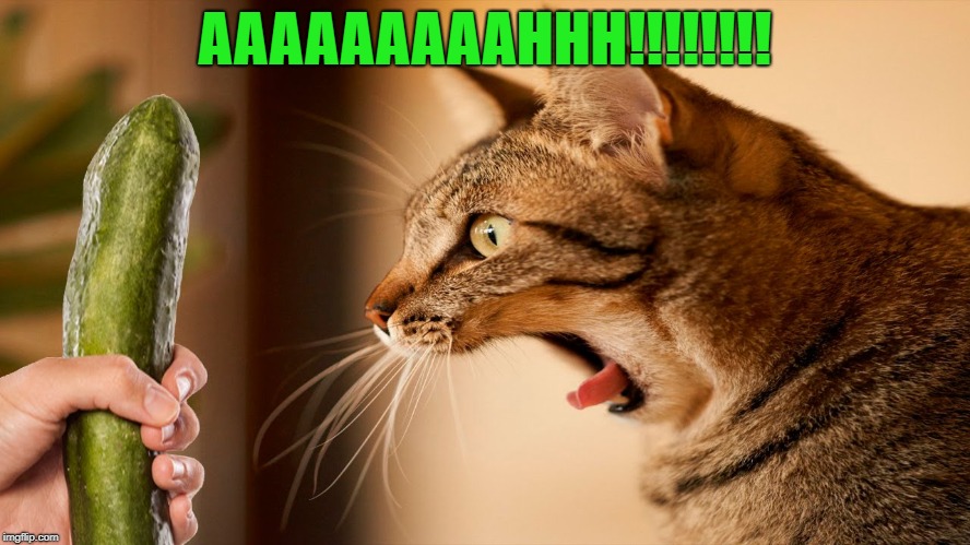 AAAAAAAAAHHH!!!!!!!! | made w/ Imgflip meme maker