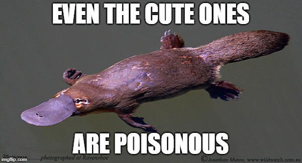 EVEN THE CUTE ONES ARE POISONOUS | made w/ Imgflip meme maker