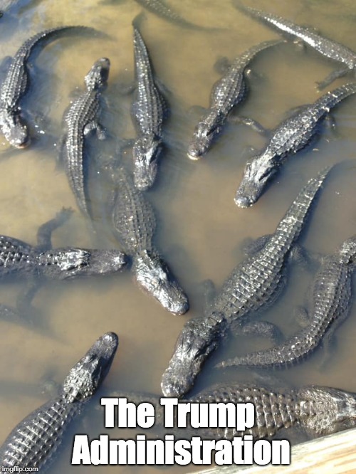 The Trump Administration | The Trump Administration | image tagged in trump gators florida swamp | made w/ Imgflip meme maker