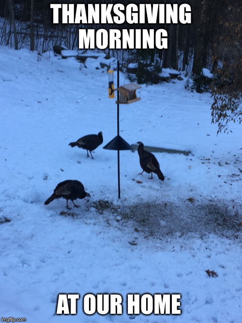 Smaller flock this year. Only 16 birds instead of 30 | THANKSGIVING MORNING; AT OUR HOME | image tagged in thanksgiving | made w/ Imgflip meme maker