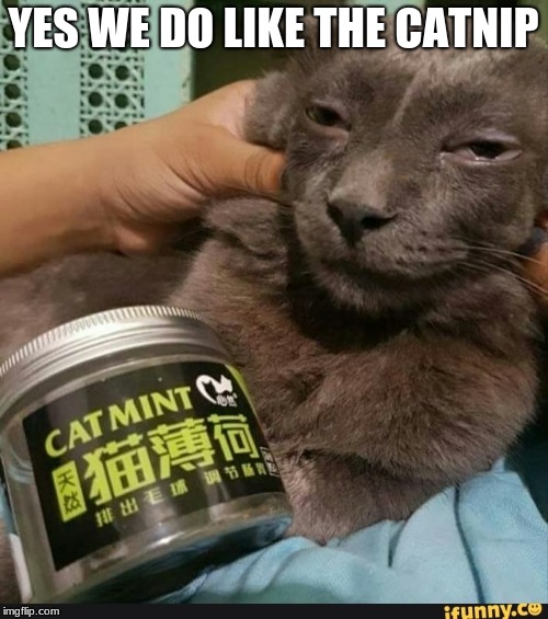 High Cat | YES WE DO LIKE THE CATNIP | image tagged in high cat | made w/ Imgflip meme maker