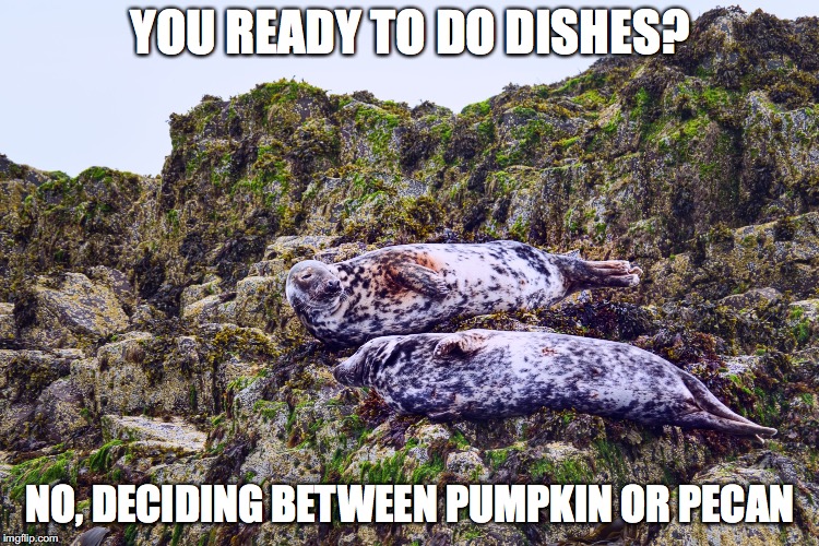 Seals debating | YOU READY TO DO DISHES? NO, DECIDING BETWEEN PUMPKIN OR PECAN | image tagged in seals_farneislands,happy thanksgiving,dirty dishes,pumpkin pie | made w/ Imgflip meme maker