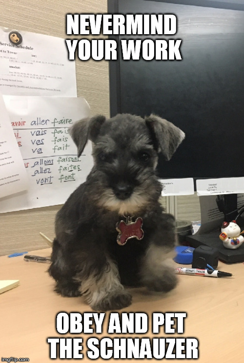 Woof !! | NEVERMIND YOUR WORK; OBEY AND PET THE SCHNAUZER | image tagged in puppy,work,cute | made w/ Imgflip meme maker