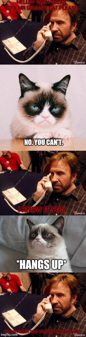 Even Grumpy Cat tried to hang up on Chuck Norris. And even my auto correct is scared of Chuck Norris. | HELLO?  CAN I SPEAK TO A MR GRUMPY CAT PLEASE. NO. YOU CAN'T. I KNOW IT YOU. *HANGS UP*; DID YOU FORGET THAT YOU CAN'T HANG UP ON ME. | image tagged in memes,chuck norris phone,grumpy cat,you can't hang up on chuck norris,phone call | made w/ Imgflip meme maker