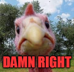 turkey | DAMN RIGHT | image tagged in turkey | made w/ Imgflip meme maker