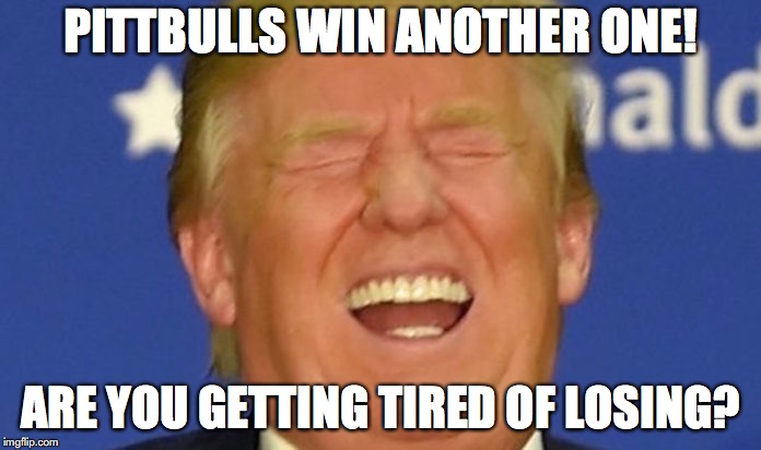 Trump laughing | PITTBULLS WIN ANOTHER ONE! ARE YOU GETTING TIRED OF LOSING? | image tagged in trump laughing | made w/ Imgflip meme maker