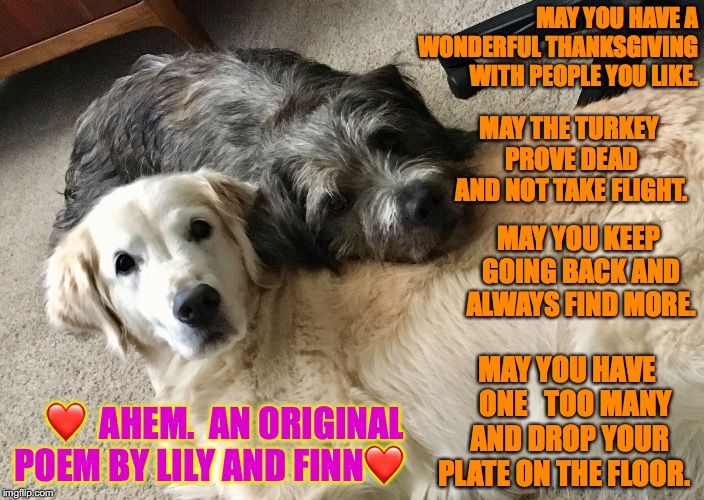 happy thanksgiving | MAY YOU HAVE A WONDERFUL THANKSGIVING WITH PEOPLE YOU LIKE. MAY THE TURKEY PROVE DEAD AND NOT TAKE FLIGHT. MAY YOU KEEP GOING BACK AND ALWAYS FIND MORE. MAY YOU HAVE   ONE   TOO MANY AND DROP YOUR PLATE ON THE FLOOR. ❤️  AHEM.  AN ORIGINAL POEM BY LILY AND FINN❤️ | image tagged in thanksgiving dog | made w/ Imgflip meme maker