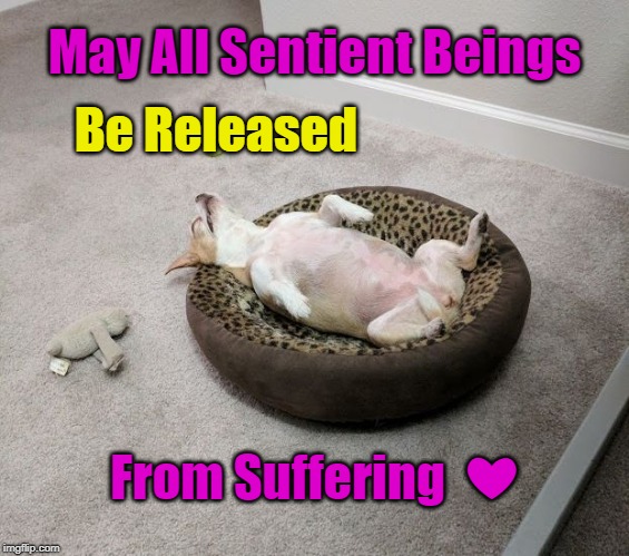 Released From Suffering | May All Sentient Beings; Be Released; From Suffering  ❤ | image tagged in annie at peace,sentient beings,love | made w/ Imgflip meme maker
