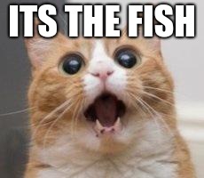 Wow | ITS THE FISH | image tagged in wow | made w/ Imgflip meme maker