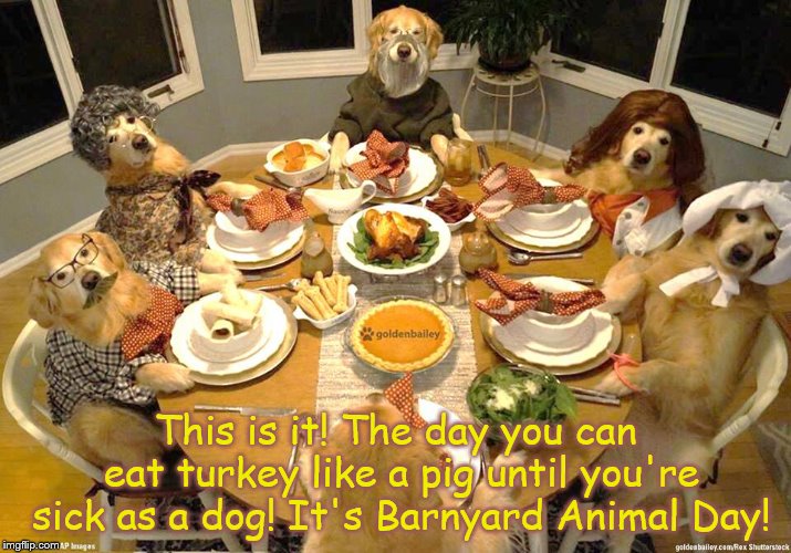 Thanksgiving | This is it! The day you can eat turkey like a pig until you're sick as a dog! It's Barnyard Animal Day! | image tagged in dog thanksgiving,thankful | made w/ Imgflip meme maker