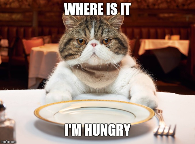 hungry cat | WHERE IS IT I'M HUNGRY | image tagged in hungry cat | made w/ Imgflip meme maker