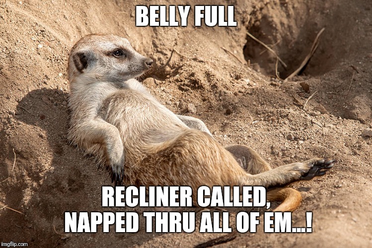 Reclining Meerkat | BELLY FULL RECLINER CALLED, NAPPED THRU ALL OF EM...! | image tagged in reclining meerkat | made w/ Imgflip meme maker