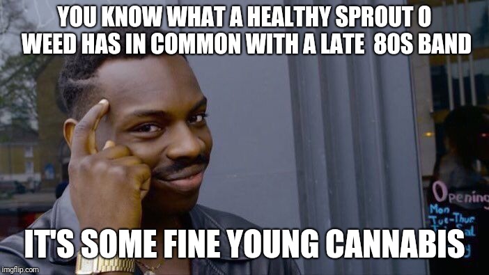 Roll Safe Think About It | YOU KNOW WHAT A HEALTHY SPROUT O WEED HAS IN COMMON WITH A LATE  80S BAND; IT'S SOME FINE YOUNG CANNABIS | image tagged in memes,roll safe think about it | made w/ Imgflip meme maker