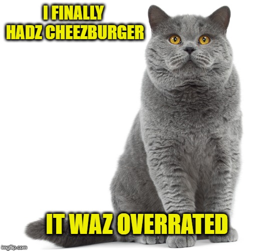 Disappointment  | I FINALLY HADZ CHEEZBURGER; IT WAZ OVERRATED | image tagged in funny memes,i can has cheezburger cat,cat,cat meme,high hopes | made w/ Imgflip meme maker