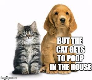 You ruin my gig dog and they'll never find all your body parts | BUT THE CAT GETS TO POOP IN THE HOUSE | image tagged in cat and dog,cat,random,poop | made w/ Imgflip meme maker