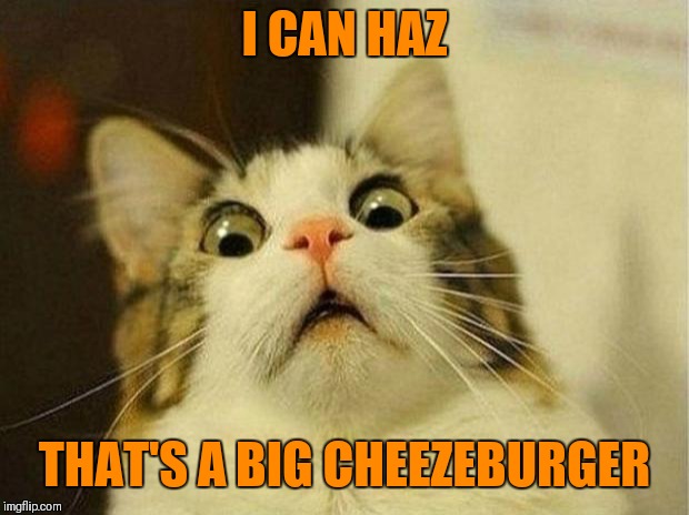 I can has small cheezeburger | I CAN HAZ; THAT'S A BIG CHEEZEBURGER | image tagged in memes,scared cat,i can has cheezburger cat | made w/ Imgflip meme maker