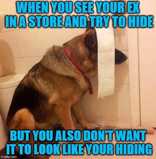 Is this toilet paper 2-ply?  I'm very interested in this brand of toilet paper.  **please don't see me, please pass me by** | WHEN YOU SEE YOUR EX IN A STORE AND TRY TO HIDE; BUT YOU ALSO DON'T WANT IT TO LOOK LIKE YOUR HIDING | image tagged in ninja dog hides behind toilet paper,memes,dogs,funny,dodging your ex,reaction | made w/ Imgflip meme maker
