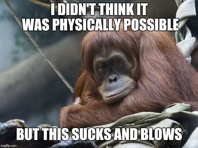 Face palm | I DIDN'T THINK IT WAS PHYSICALLY POSSIBLE; BUT THIS SUCKS AND BLOWS | image tagged in bored,orangutan,first world problems,blackfriday | made w/ Imgflip meme maker
