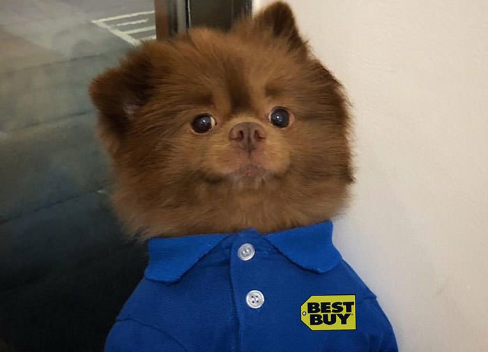 Best Buy dog Blank Meme Template