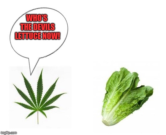 the devils lettuce | WHO'S THE DEVILS LETTUCE NOW! | image tagged in pot,romain | made w/ Imgflip meme maker