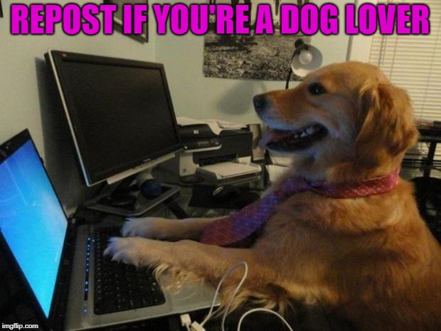 Dog behind a computer | REPOST IF YOU'RE A DOG LOVER | image tagged in dog behind a computer | made w/ Imgflip meme maker