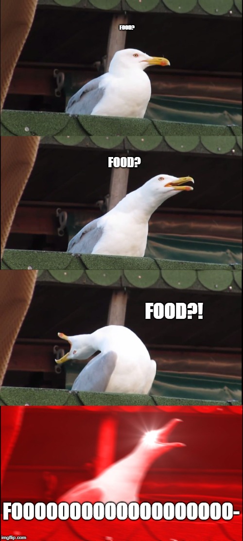 Much Food | FOOD? FOOD? FOOD?! FOOOOOOOOOOOOOOOOOOO- | image tagged in memes,inhaling seagull,food | made w/ Imgflip meme maker