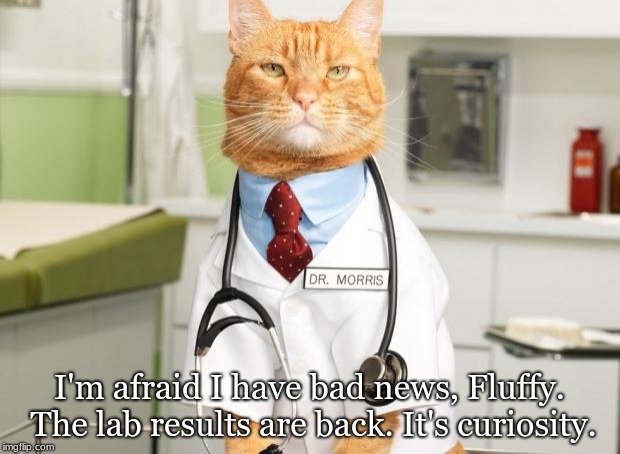 Cat Doctor | I'm afraid I have bad news, Fluffy. The lab results are back. It's curiosity. | image tagged in cat doctor | made w/ Imgflip meme maker