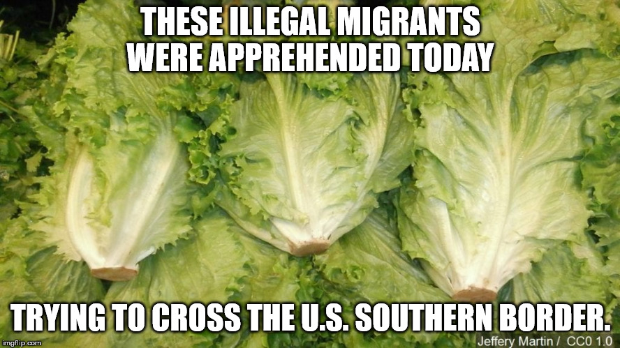 THESE ILLEGAL MIGRANTS WERE APPREHENDED TODAY; TRYING TO CROSS THE U.S. SOUTHERN BORDER. | image tagged in illegal immigration,illegal aliens,secure the border,border,romaine | made w/ Imgflip meme maker