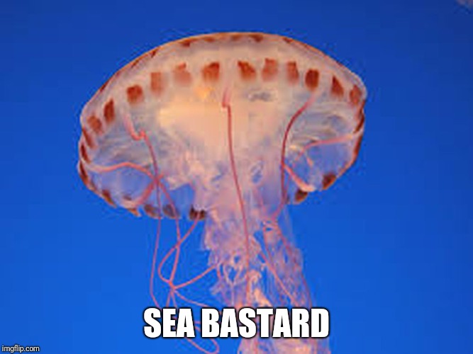 jellyfish | SEA BASTARD | image tagged in jellyfish | made w/ Imgflip meme maker
