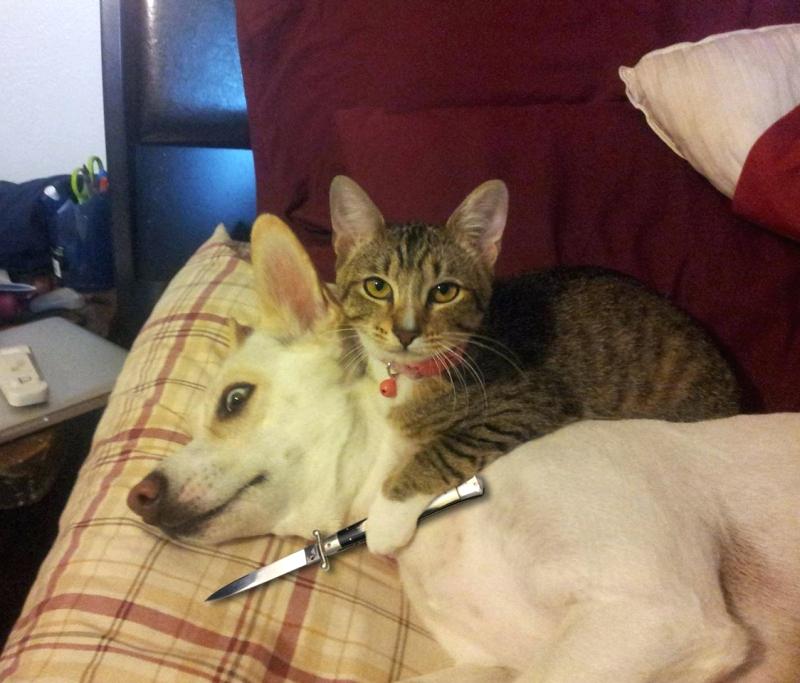 Kitty gonna cut this dog Blank Meme Template