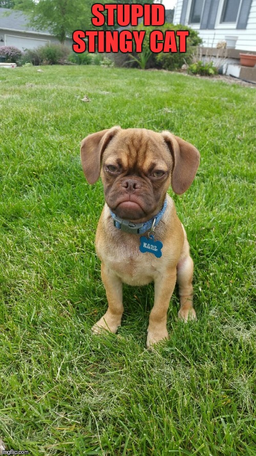 Earl The Grumpy Dog | STUPID STINGY CAT | image tagged in earl the grumpy dog | made w/ Imgflip meme maker