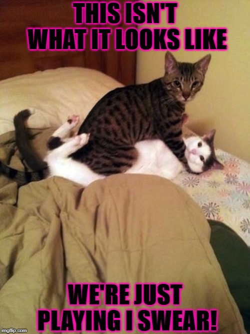 DIRTY CATS | THIS ISN'T WHAT IT LOOKS LIKE; WE'RE JUST PLAYING I SWEAR! | image tagged in dirty cats | made w/ Imgflip meme maker