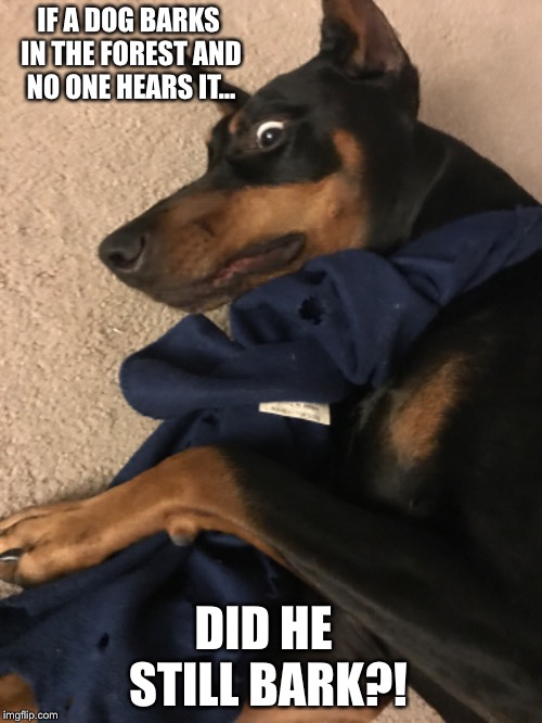 Shocked doberman | IF A DOG BARKS IN THE FOREST AND NO ONE HEARS IT... DID HE STILL BARK?! | image tagged in dog,funny,shocked,shocked face,shocked dogs | made w/ Imgflip meme maker
