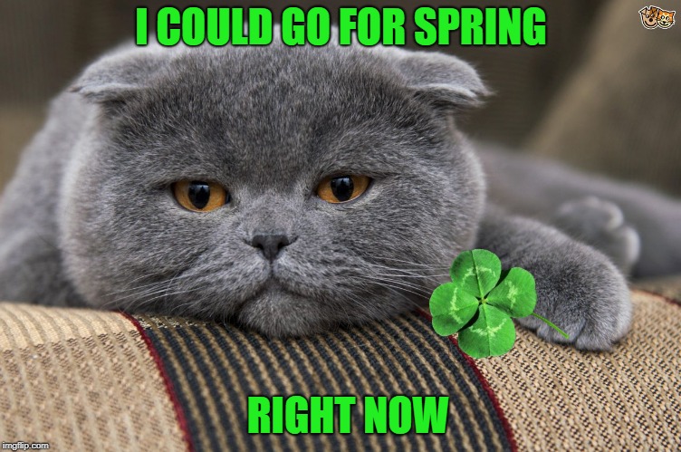 I COULD GO FOR SPRING RIGHT NOW | made w/ Imgflip meme maker