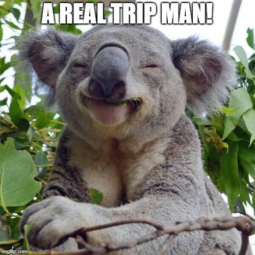 Smiling Koala | A REAL TRIP MAN! | image tagged in smiling koala | made w/ Imgflip meme maker