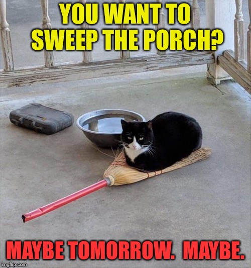 Yeah.  Maybe. | YOU WANT TO SWEEP THE PORCH? MAYBE TOMORROW.  MAYBE. | image tagged in cat,tough,sweep,memes,funny | made w/ Imgflip meme maker