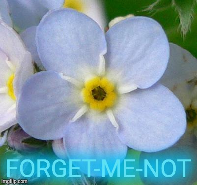 FORGET-ME-NOT | made w/ Imgflip meme maker