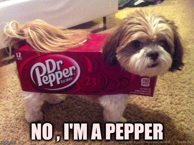 Dr Pepper Costume | NO , I'M A PEPPER | image tagged in dr pepper costume | made w/ Imgflip meme maker