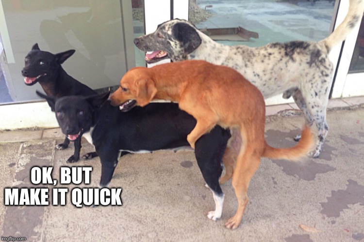 Doggy Sex | OK, BUT MAKE IT QUICK | image tagged in doggy sex | made w/ Imgflip meme maker