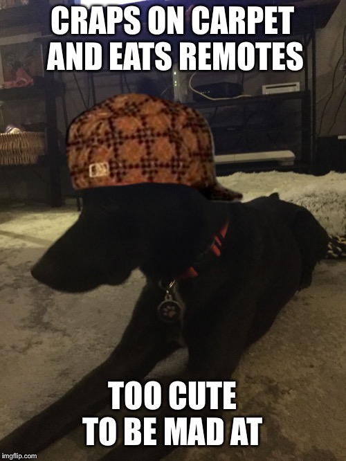 CRAPS ON CARPET AND EATS REMOTES; TOO CUTE TO BE MAD AT | image tagged in luna lu,scumbag | made w/ Imgflip meme maker