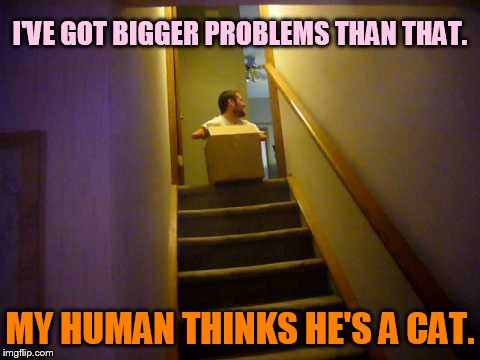I'VE GOT BIGGER PROBLEMS THAN THAT. MY HUMAN THINKS HE'S A CAT. | made w/ Imgflip meme maker