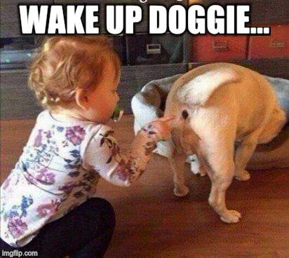 WAKE UP DOGGIE... | made w/ Imgflip meme maker