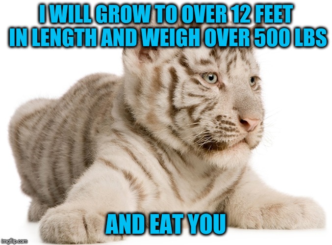 Can't beat Mickelson either | I WILL GROW TO OVER 12 FEET IN LENGTH AND WEIGH OVER 500 LBS; AND EAT YOU | image tagged in tiger2 | made w/ Imgflip meme maker