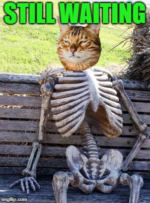 Waiting Skeleton Meme | STILL WAITING | image tagged in memes,waiting skeleton | made w/ Imgflip meme maker