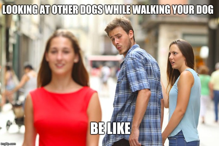 Distracted Boyfriend | LOOKING AT OTHER DOGS WHILE WALKING YOUR DOG; BE LIKE | image tagged in memes,distracted boyfriend | made w/ Imgflip meme maker
