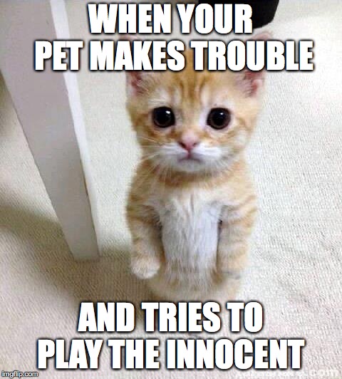 Cute Cat | WHEN YOUR PET MAKES TROUBLE; AND TRIES TO PLAY THE INNOCENT | image tagged in memes,cute cat | made w/ Imgflip meme maker