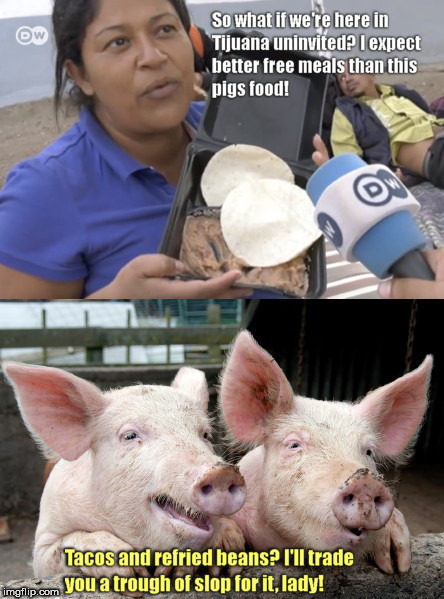 image tagged in picky moochers,migrant complaints,illegal immigration | made w/ Imgflip meme maker